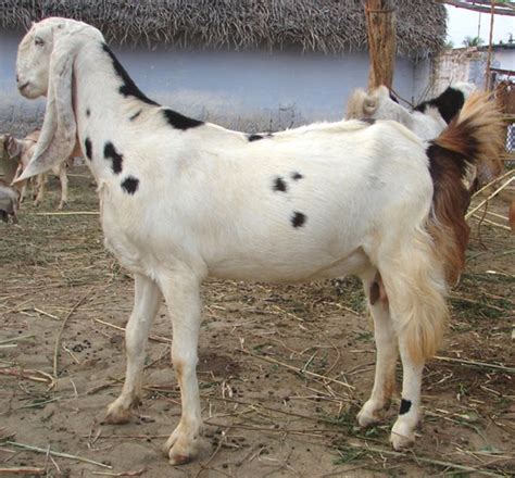 Sojat Goat Origin Characteristics Uses