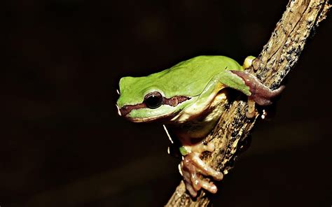 Green Frog Amphibian Twigs Animals Frog Hd Wallpaper Wallpaper Flare