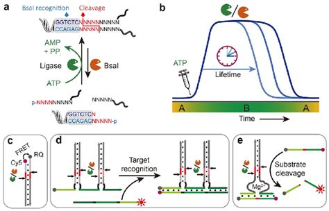 Atp Fueled Dna Assemblies With Transient Functions A Schematic