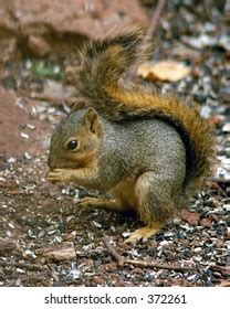 Baby Squirrel Stock Photo 372261 | Shutterstock