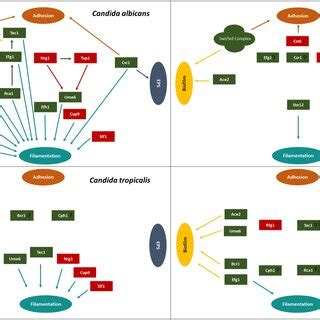 Comparative schematics the three stages of biofilm formation by Candida ...