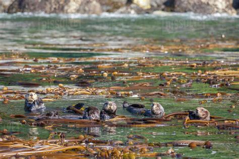 A Group Of Sea Otters Enhydra Lutris Rafting In The Kelp In The