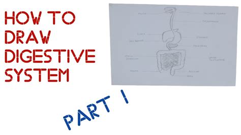 How To Draw The Diagram Of Digestive System Easily Digestive System