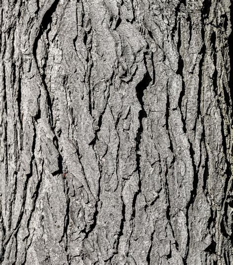 Tree Bark Texture Grey Old Oak Tree Close Up Tree Bark Natural