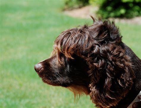 Lovely brown Boykin Spaniel photo and wallpaper. Beautiful Lovely brown Boykin Spaniel pictures