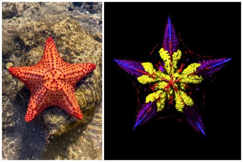 Starfish Digestive System: Uncovering the Mysteries - udvabonpro.com