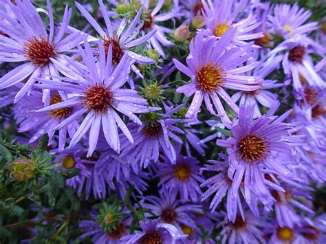 Wildflower After The Rain Photograph By Robert Nickologianis Fine Art