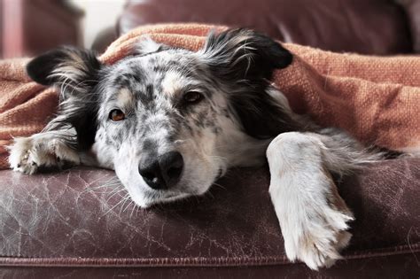 What Causes Kidney Failure in Dogs: Prevention and Treatment Options