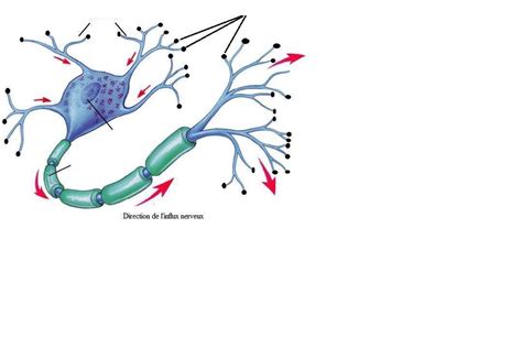 Neuroanatomie 7 Diagram Quizlet