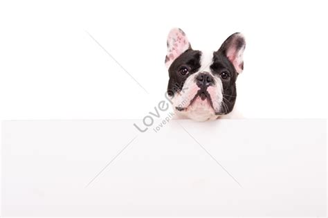 Funny French Bulldog Puppy On White Banner Background Picture And HD ...