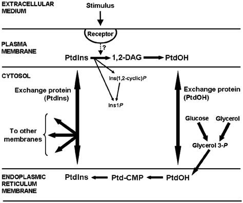 The First Model Of Signalling Through PIC Activation From Lapetina And