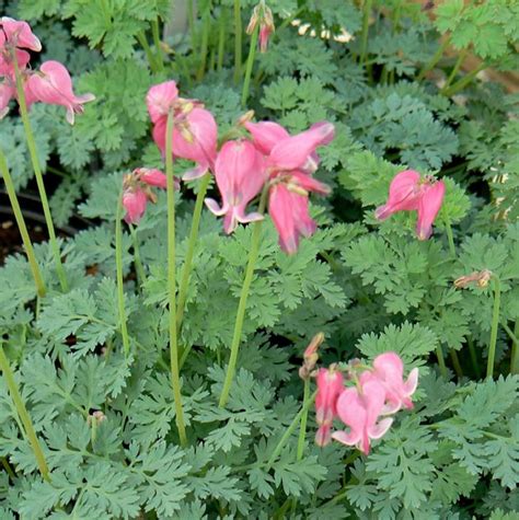 Amazon CHUXAY GARDEN King Of Hearts Bleeding Heart Seed 40 Seeds