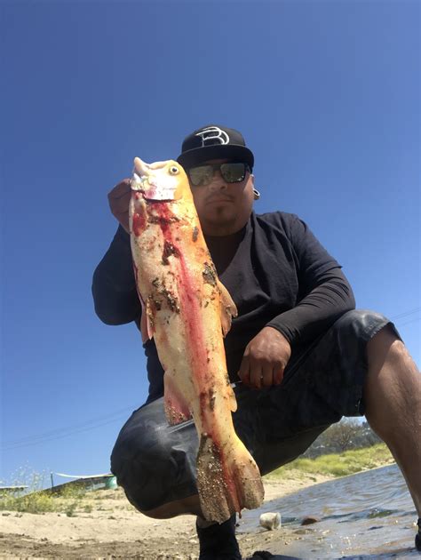 Lightning trout at the “mudhole” SANTA ANA RIVER LAKES. Late season ...