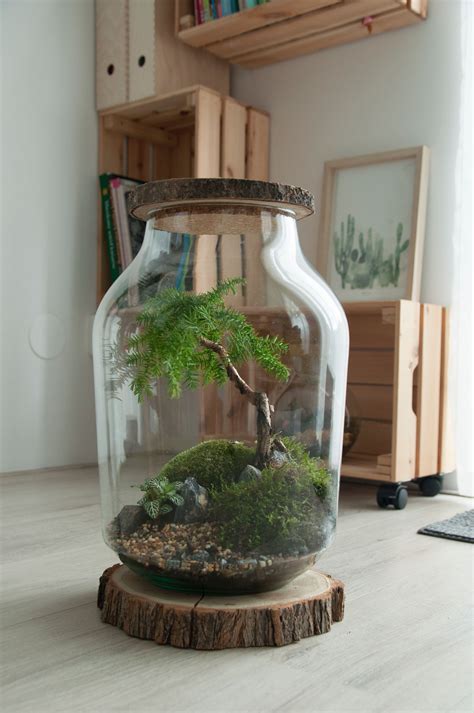 Bonsai Terrarium Garden Terrarium Terrarium Plants In Jars