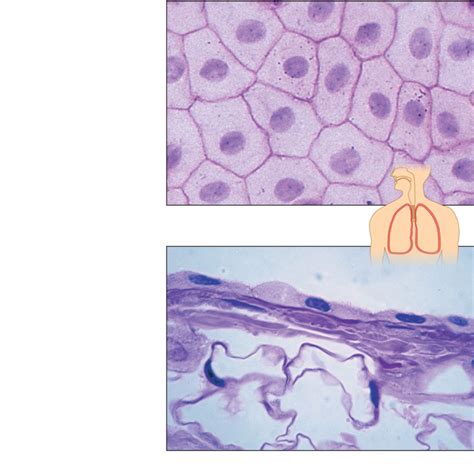 Simple Squamous Epithelium Diagram | Quizlet