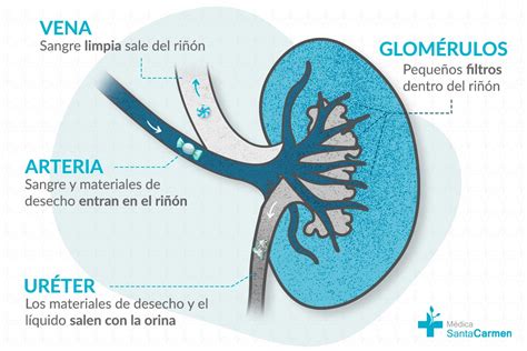 Los riñones y su función en nuestro cuerpo