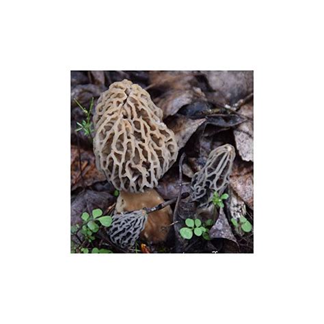 Backyard Morel Mushroom Growing Kit Morel Habitat Kit