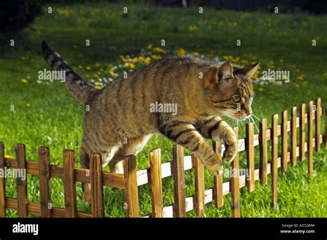 tabby domestic cat - jumping over fence Stock Photo - Alamy