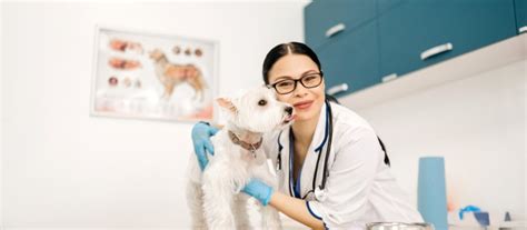 Benefits Of Spaying Or Neutering Your Dog Ask The Vet Atl