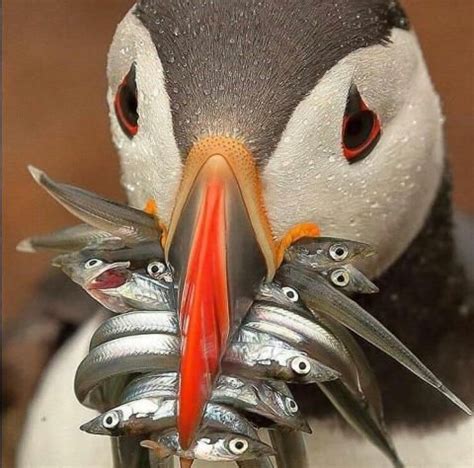 PetsLady's Pick: Amazing Puffin Photo Of The Day | Animals beautiful ...