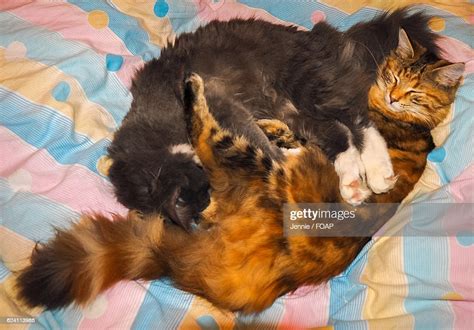 Two Cats Sleeping Together On Bed Photo Getty Images