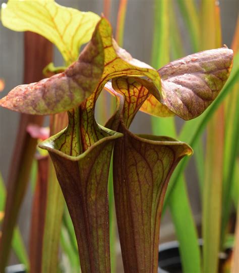 S Alucard Select X Oreophila Droopy Lid The Sarracenia Forum