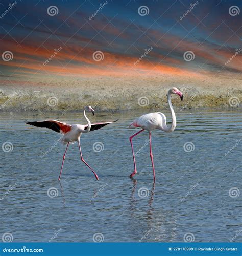 Flamingoes In Ras Al Khor Wildlife Sanctuary Ramsar Site Flamingo