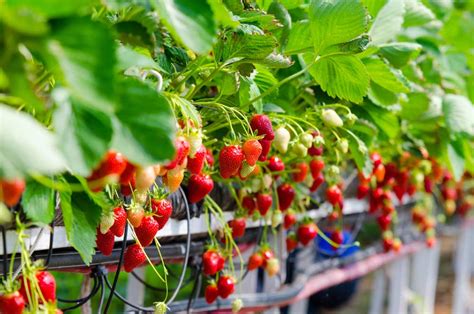 Como Plantar Morango Onde Plantar Maneiras E Dicas Essenciais