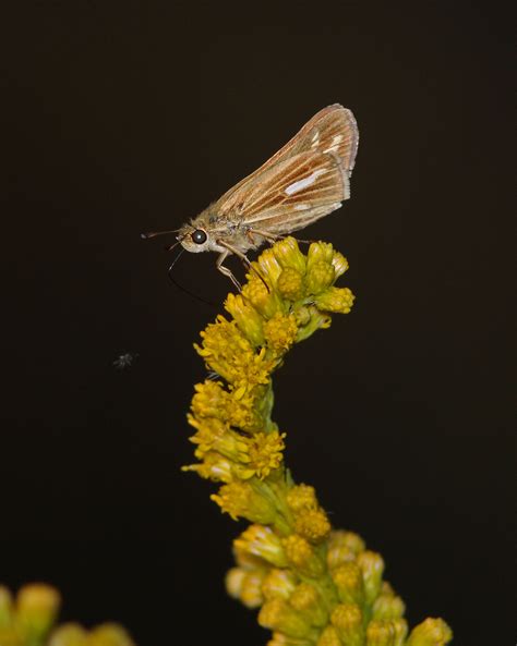 Salt Marsh Skipper GTM Research Reserve Butterfly Guide INaturalist