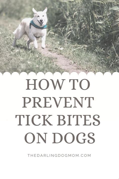 How to prevent tick bites | Tick prevention, Tick bites on dogs ...