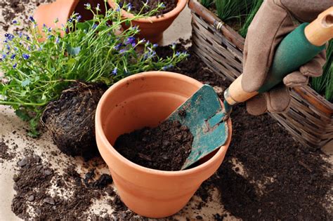 How To Pot A Plant Scotts Australia