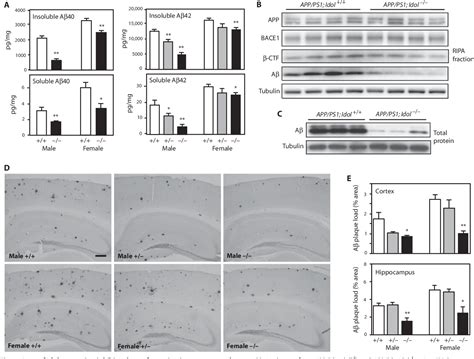 Figure From The E Ubiquitin Ligase Idol Controls Brain Ldl Receptor