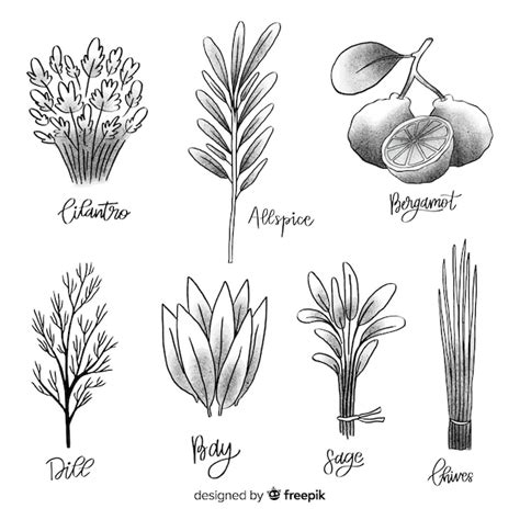 Hand Drawn Botanical Collection Free Vector