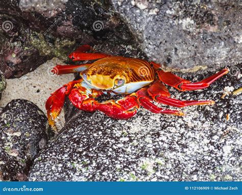 Sally Lightfoot Crab On Galapagos Islands Ecuador Stock Image Image