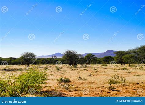 African Bush-veld Landscape with Dry Grass and Acacia Trees and Purple ...