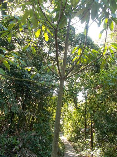 Jelutong Dyera Costulata · Inaturalist