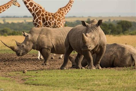 Nairobi Safaris