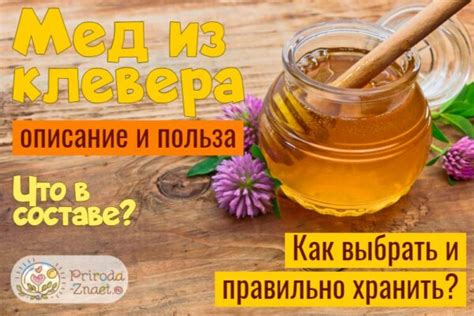 Клеверный мёд – волшебный эликсир здоровья и красоты