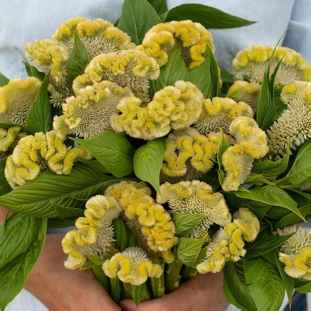 Hanekam Lemon Lime Celosia Argentea Cristata Garden Living