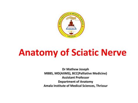 Sciatic Nerve Anatomy | PPT