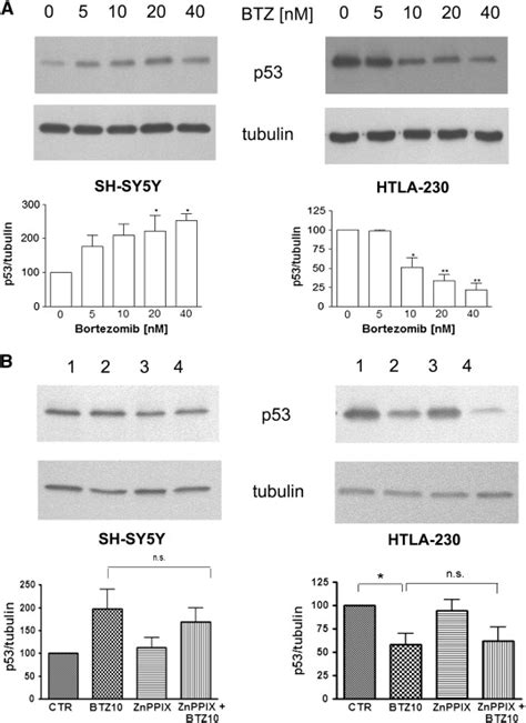 P Expression Level Is Differently Modulated In Sh Sy Y And Htla