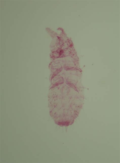 Neanura Quadrioculata Bioquipbugs