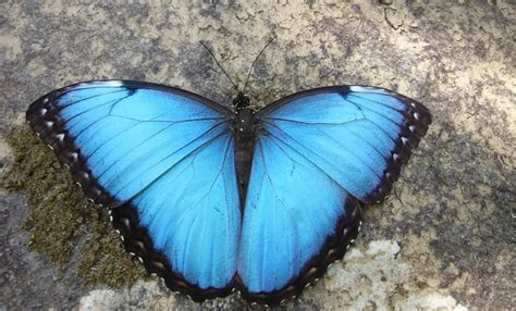 Subespécie de borboleta é fotografada pela primeira vez em parque de