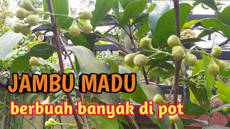 Jambu Madu Deli Hijau Berbuah Di Pot Youtube