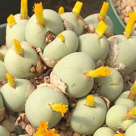 Rare Succulent Seeds Conophytum Calculus Etsy