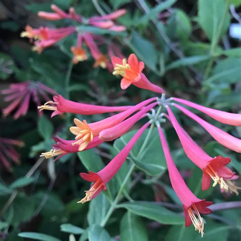 trumpet-honeysuckle – Maryland Grows