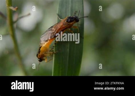 Arge Ochropus Conocida Tambin Como Falsa Oruga Del Rosal O En Su