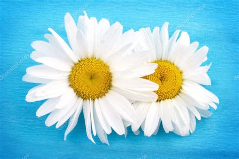 Two White Daisies On Blue Background Stock Photo Wikki