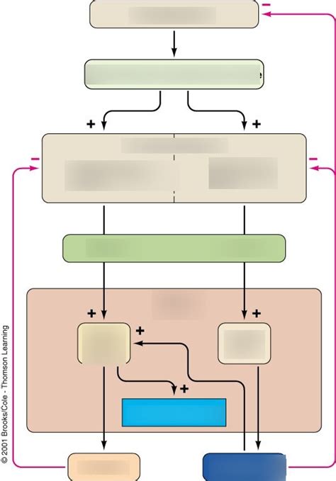 Brain Testicular Axis Diagram Diagram Quizlet