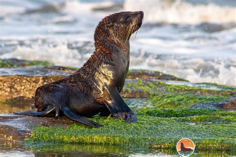 Imagem Ref Gio De Vida Silvestre Ilha Dos Lobos Flickr